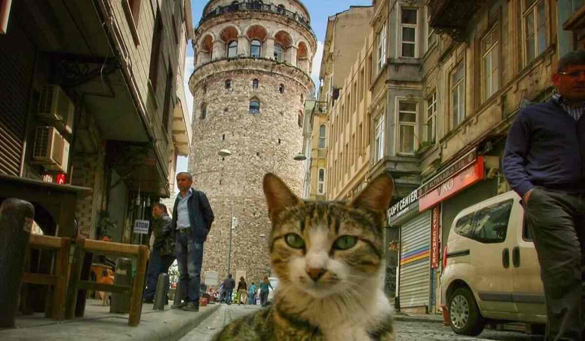 Exploring Turkey with Your Cat