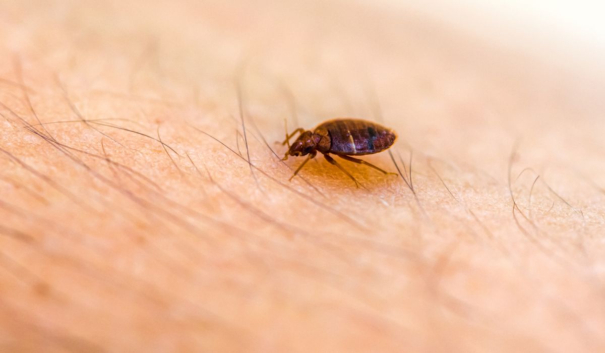 How Do Bed Bugs Spread to New Locations?