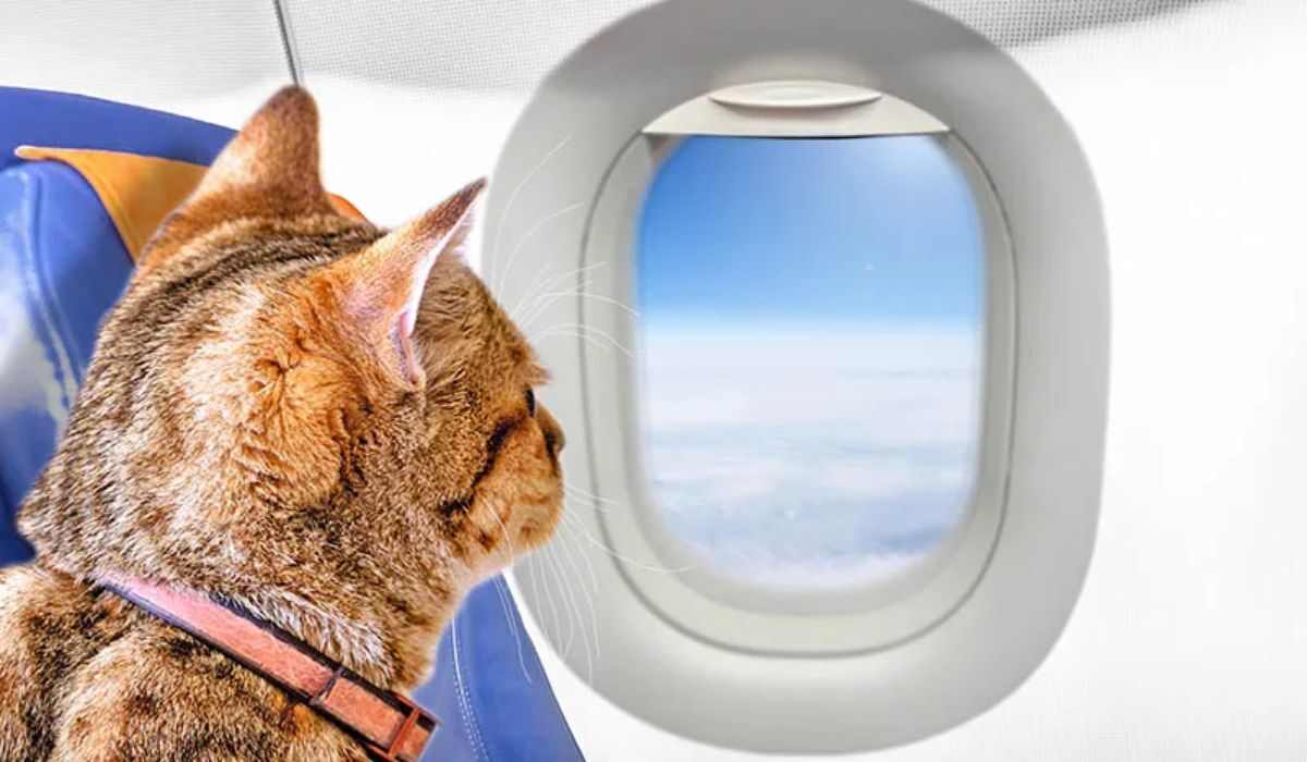 How To Travel With Cat To Turkey?