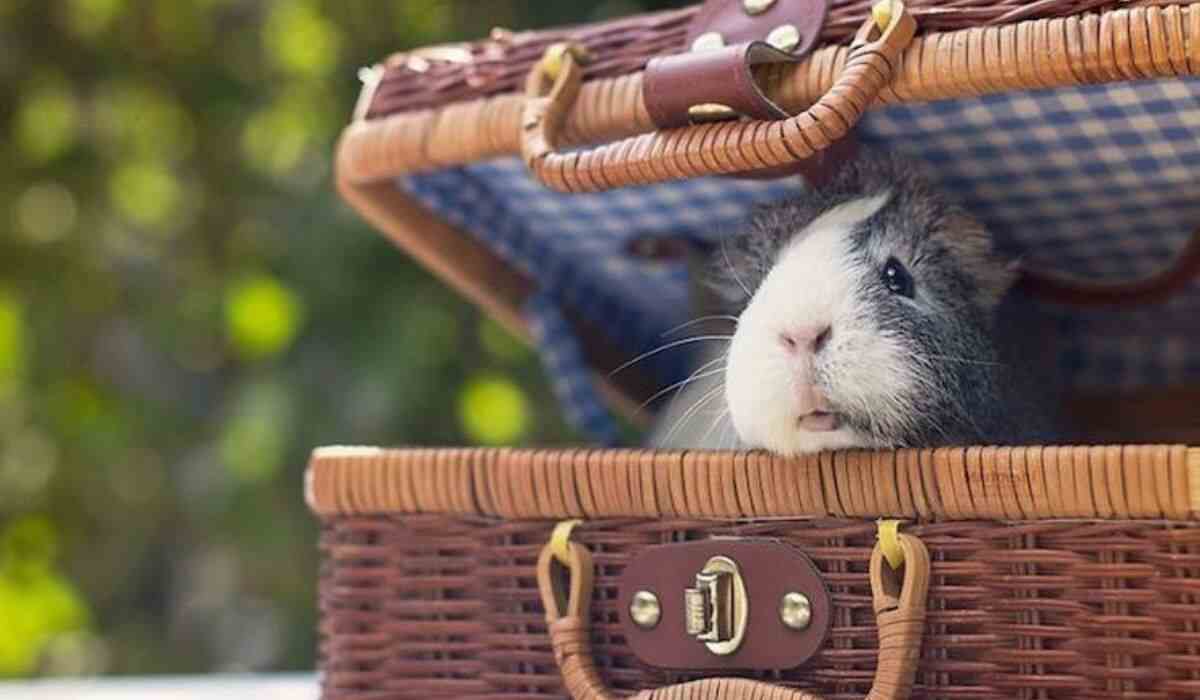 How To Travel With Guinea Pigs?