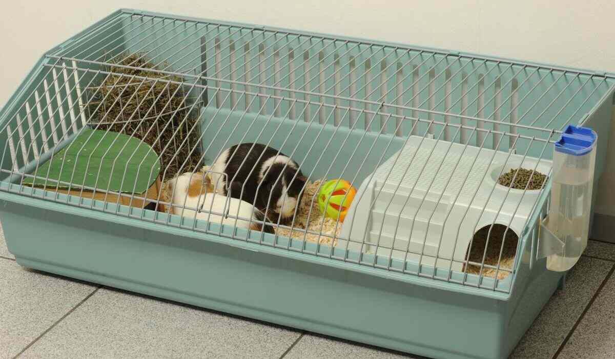 Preparing Your Guinea Pigs for Travel