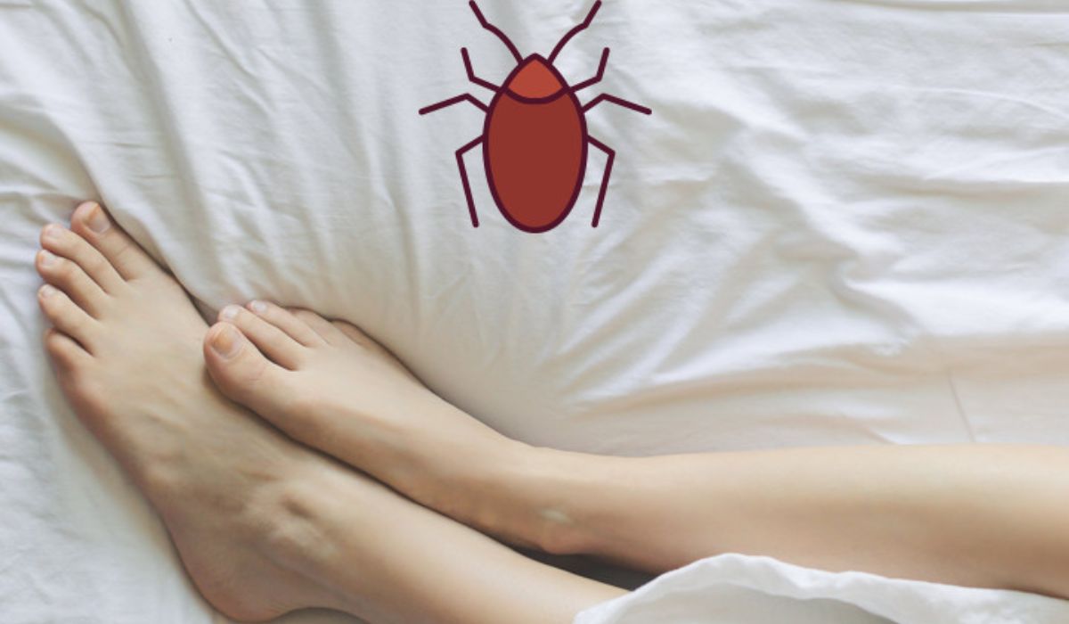 The Hitchhiker's Guide to Bed Bug Travel