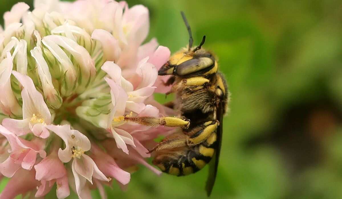 The Remarkable Foraging Range of Honey Bees