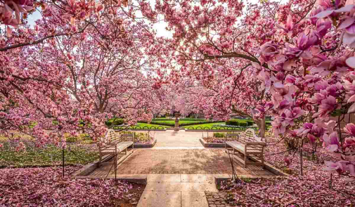 Cherry Blossom Season: Overcrowded and Expensive