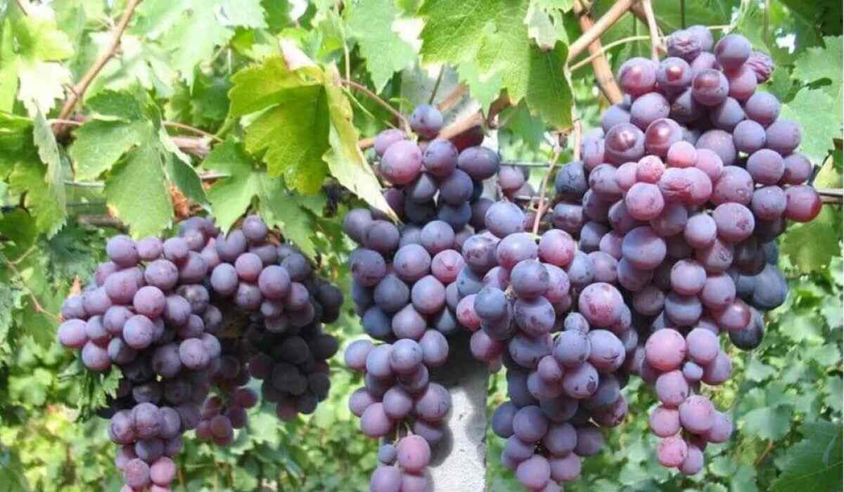 Grape Harvest