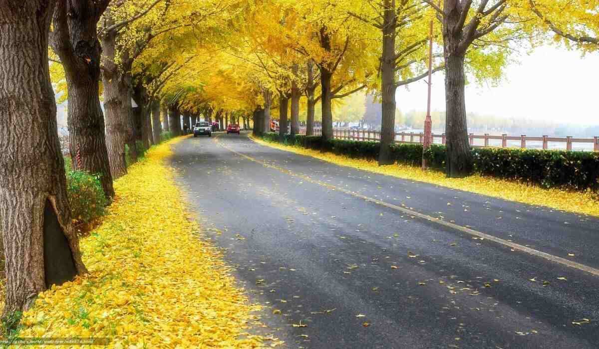 History of Yellow Spring Road Japan