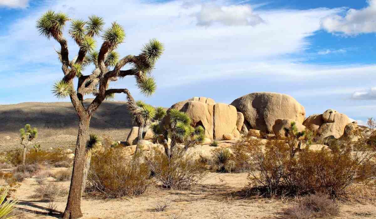 Joshua Tree National Park