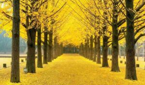 Yellow spring road japan