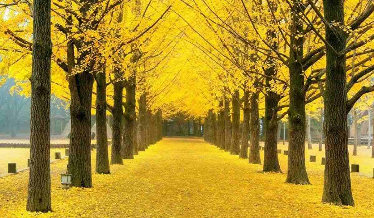 Yellow spring road japan